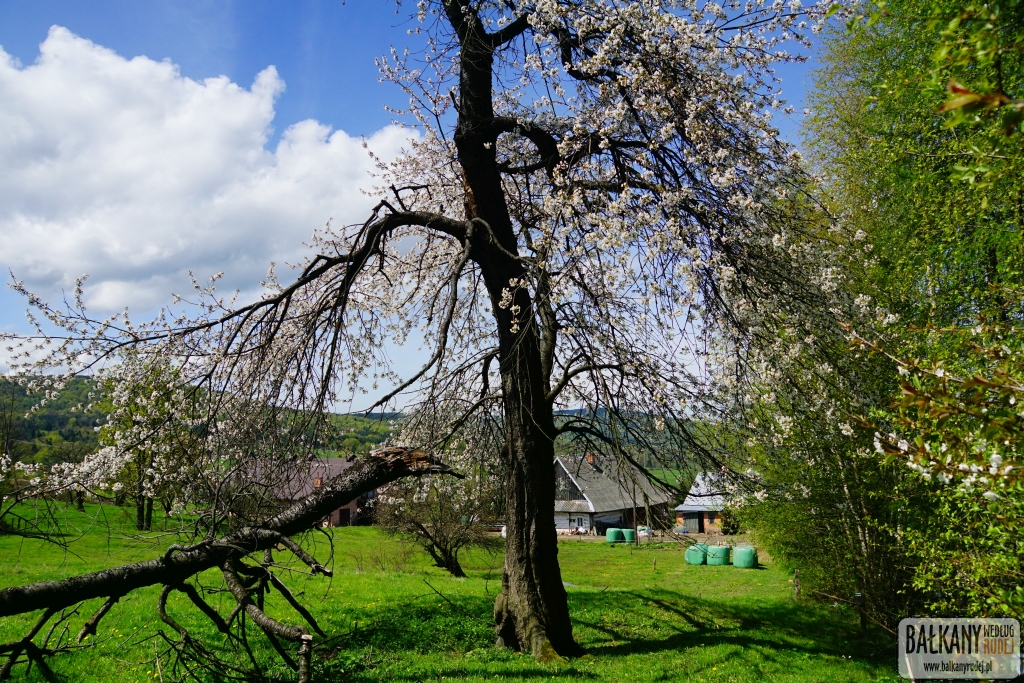 Beskid Niski Bartne