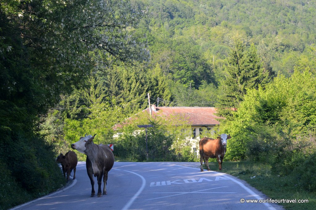 krowy_na_drodze